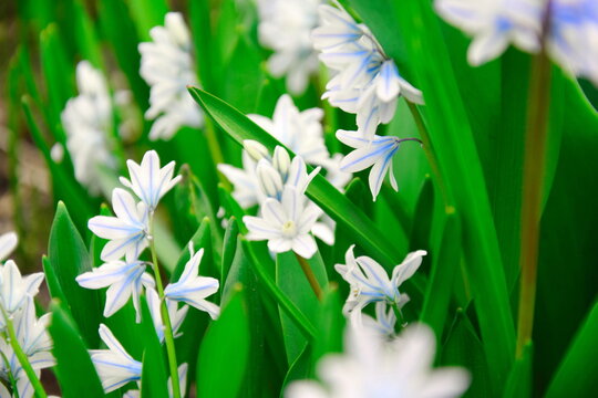 A group of delicate Pushkinia scilifolia flowers in a spring garden