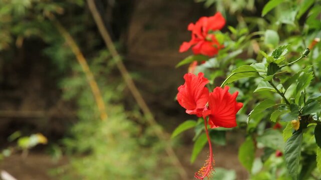 Flower, Guam, Mariana Islands, Micronesia, Western Pacific