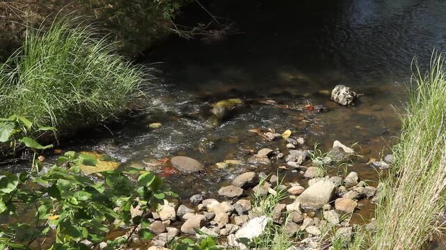 Stream, Guam, Mariana Islands, Micronesia, Western Pacific