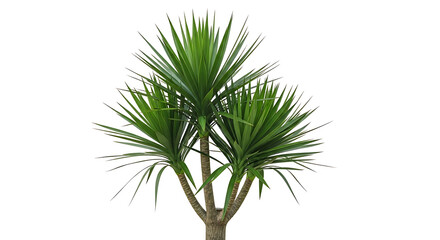 Fototapeta premium Dracaena Marginata Plant with Spiky Green Leaves Isolated on White Background