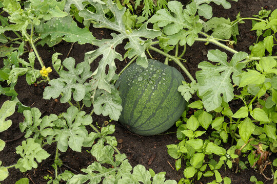 a green striped watermelon ripens in the garden