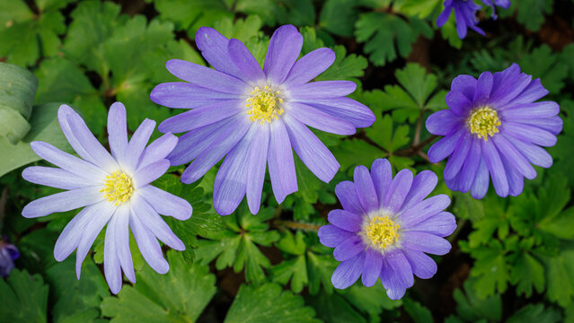 Spring Flowers Anemone Bloom in a Garden Showcasing Purple and Blue Petals With Green Leaves Surrounding Them