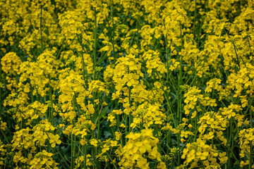 Fototapeta premium Bright Yellow Flowers Bloom in a Field During Spring Season in a Rural Area