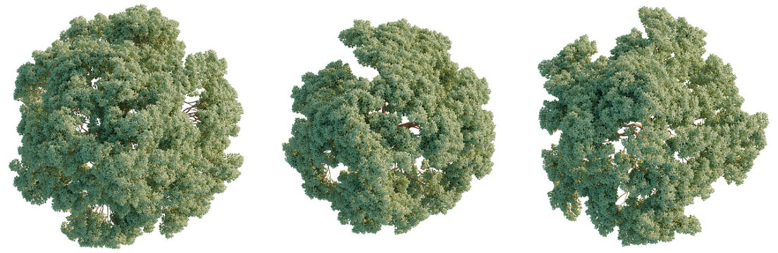 Acer griseum tree plan, top view, cutout, transparent background, isolate, Detailed close-up of a lush green tree with intricate branch detail, nature photography