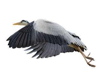 Fototapeta premium Grey heron flying with wings spread isolated on transparent background