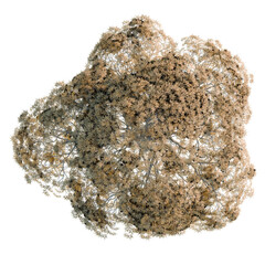 Acer palmatum cv tree plan, top view, cutout, transparent background, isolate, Delicate Lichen...