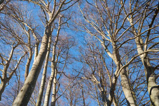 Upward view of tall leafless trees with intricate branches against a clear blue sky. Natural winter forest scene with strong lines, texture, and perspective creating a calm and serene outdoor atmosphe