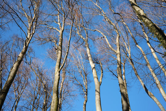 Upward view of tall leafless trees with intricate branches against a clear blue sky. Natural winter forest scene with strong lines, texture, and perspective creating a calm and serene outdoor atmosphe