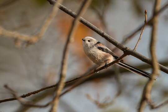 Cute small black, white and brown long-tailed tit perching on a little branch on a sunny autumn day in a park. Blurry blue and orange background.
