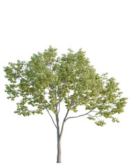 Fototapeta premium Acer negundo tree, elevation, front view, cutout, transparent background, isolate, Detailed closeup of a lush green tree with vibrant foliage and intricate branch patterns