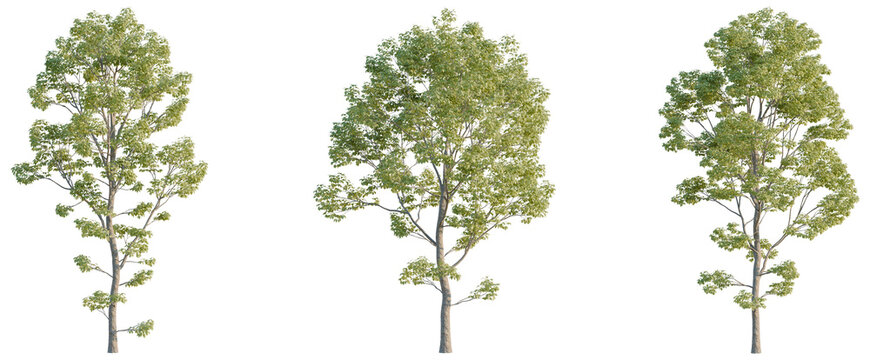 Acer negundo tree, elevation, front view, cutout, transparent background, isolate, Detailed branch of a maple tree, green leaves close-up, high resolution, perfect for design.
