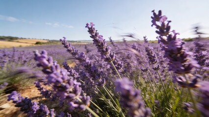 Obraz premium Close-up of vibrant lavender stalks swaying in summer breeze in bright countryside