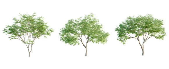 Fototapeta premium Acer palmatum tree, elevation, front view, cutout, transparent background, isolate, A vibrant, healthy tree with lush green leaves and strong branches against a clean background.