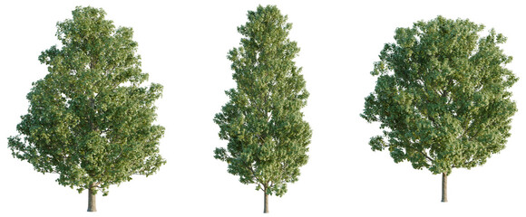 Fototapeta premium Acer saccharum tree, elevation, front view, cutout, transparent background, isolate, Detailed Close-Up of a Vibrant Green Tree Branch with Lush Foliage, Perfect for Nature Imagery