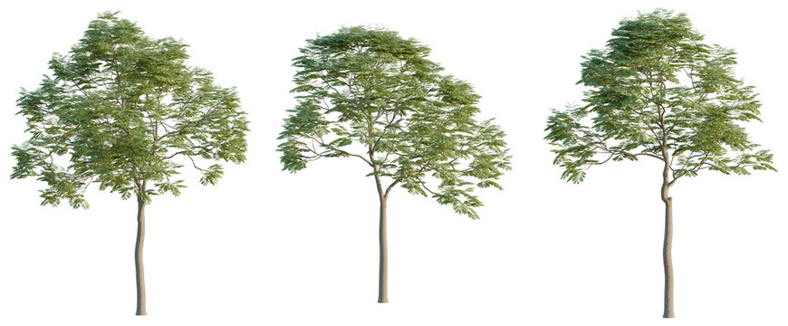Sapindus mukorossi tree, elevation, front view, cutout, transparent background, isolate, Detailed Green Leaf Texture Close-Up - Nature Background for Design and Creative Projects