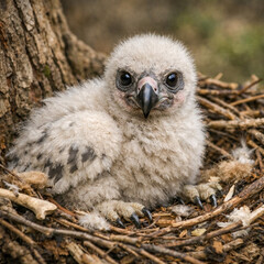 Naklejka premium A baby vulture chick in a nest
