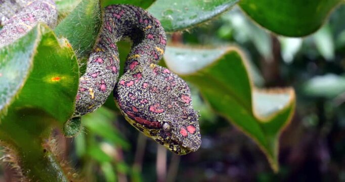 Eyelash Viper (Bothriechis schlegelii) in Corcovado National Park, Costa Rica 