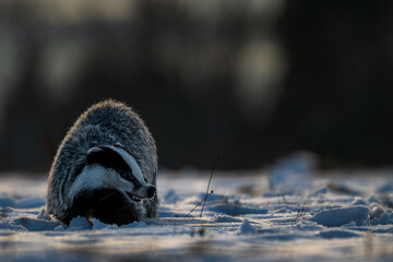 European badger (Meles meles) foraging in a snow-covered field during golden hour  © Rudolf