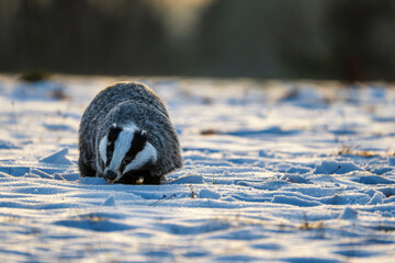 European badger (Meles meles) foraging in a snow-covered field during golden hour  © Rudolf