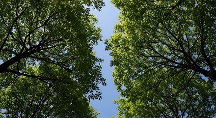Fototapeta premium Tranquil Green Canopy with Clear Blue Sky View from Below