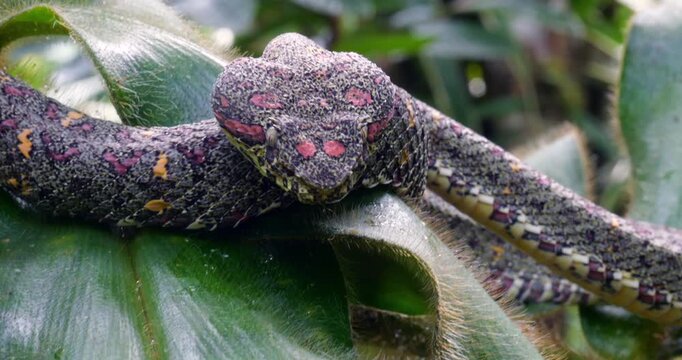 Eyelash Viper (Bothriechis schlegelii) in Corcovado National Park, Costa Rica 