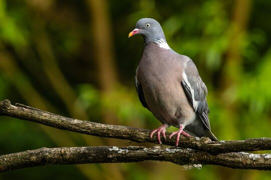 Close up portrait of a grey wood pigeon with yellow eye, pink beak and white neck perching on a branch in the forest. Dark green background.