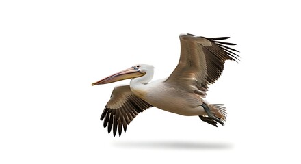 Obraz premium A large brown pelican with its distinctive pouch flying elegantly through the air with outstretched wings.