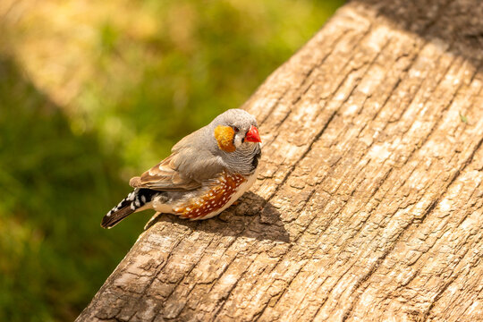 Zebra finch sitting on tree trunk with copy space