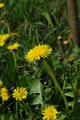 Obraz premium Bright yellow dandelions blooming among fresh green grass in summer. Cheerful wildflower nature scene ideal for botanical, meadow, seasonal, ecology, and sunny outdoor background themes.