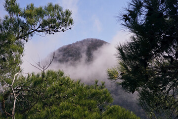 Fototapeta premium a mountain peak in the clouds with pine branches in the foreground