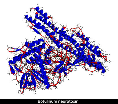 Botulinum neurotoxin Type A, botulinum toxin, neurotoxic protein molecule. Backbone ribbon structure and individual atomic bonds. For pharmacology and toxicology. 3D render