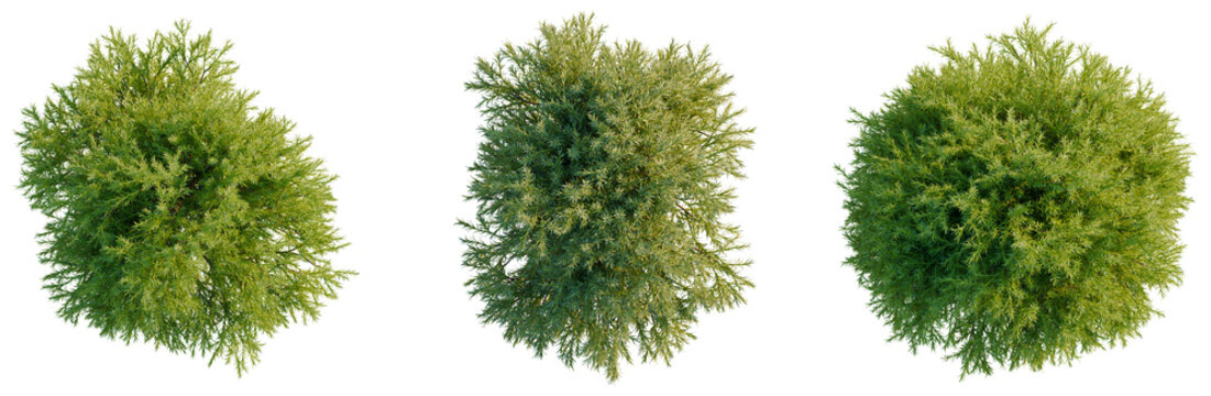 Sabina pingii tree plan, top view, cutout, transparent background, isolate, Detailed Green Pine Tree Branch with Needles, Realistic Rendering for Nature and Forest Imagery