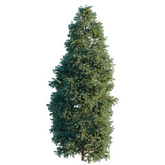 Boulevard cypress tree, elevation, front view, cutout, transparent background, isolate, Realistic 3d render of a pine tree, detailed texture, high resolution © Peter Hai