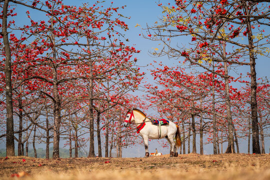 View of a lone white horse stands in a field surrounded by vibrant red silk cotton trees, their blossoms ablaze against the clear sky, Sunamganj, Bangladesh.