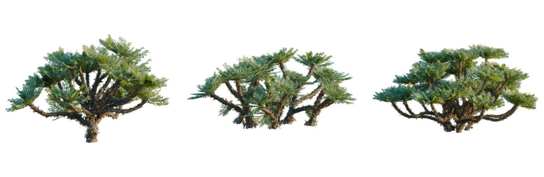 Selaginella tamariscina tree, elevation, front view, cutout, transparent background, isolate, Ancient Twisted Olive Tree in Tuscany, Italy - Rural Landscape and Agriculture