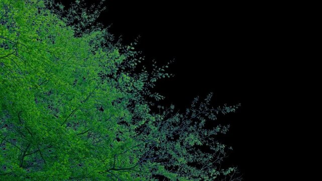 Isolated Tree Top Moves In Gentle Breeze Pre-Keyed With Alpha Channel
