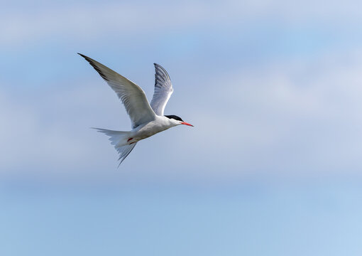 Common tern "Sterna hirundo" in flight, side view of bird, wings extended upwards and isolated against heavenly blue sky. Ireland