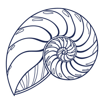 Nautilus shell vector illustration in line art style featuring intricate spiral chambers and elegant curved patterns for marine themed design work