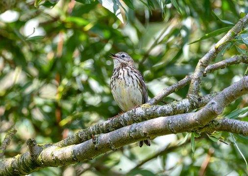Meadow pipit "Anthus pratensis" singing with open beak while perched on branch. Bird with cream and brown speckled feathers isolated against green leaves. Ireland