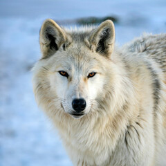 Fototapeta premium Close-up portrait of a large polar wolf. Smart calm look. A beautiful animal is looking at you.