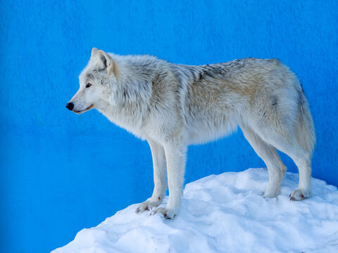 Profile of a polar wolf. Full length animal. A predator stands in the snow against a blue wall. Beautiful strong polar wolf.