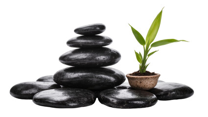 Fototapeta premium Stacked glossy black spa stones small green bamboo plant in rustic pot, isolated on transparent background