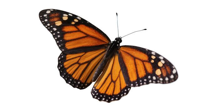 Vibrant orange monarch butterfly with intricate black veins and white-spotted borders, isolated on transparent background