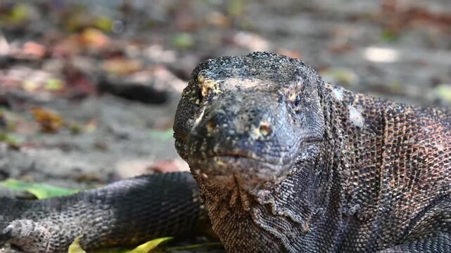 Close-Up Komodo Dragon Resting on Sandy Terrain in Natural Habitat