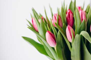 Fototapeta premium Close-up of pink tulip bouquet on white background.