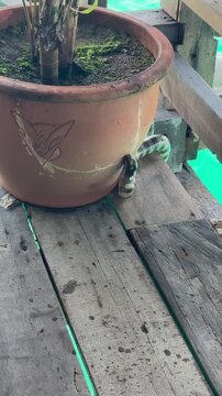 Banded Sea Krait Climbing onto Wooden Deck from Tropical Water
