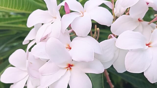 Light pink plumeria blossoms moving gracefully in a soft wind, perfect for nature and relaxation themes.