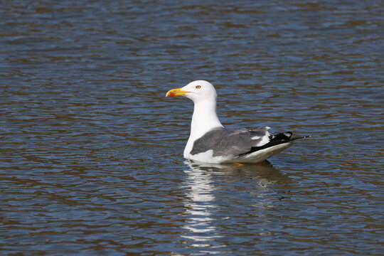 the lesser black backed gull (Larus fuscus)