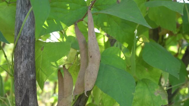 Ripe bean pods (Phaseolus vulgaris) hang on a plant in the garden, A close-up of ripe, brown bean pods hanging from shoots against a background of dense green foliage
