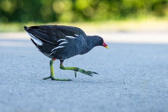 The common moorhen, black and brown bird with red and yellow beak and green legs, walking on a grey asphalt road. Sunny summer day. Blurred green leaves in the background.